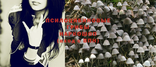 прущие грибы Аркадак