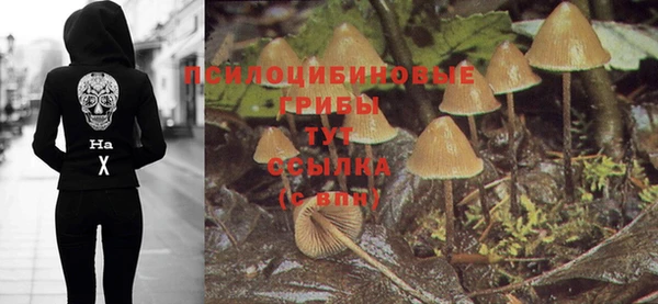 прущие грибы Аркадак
